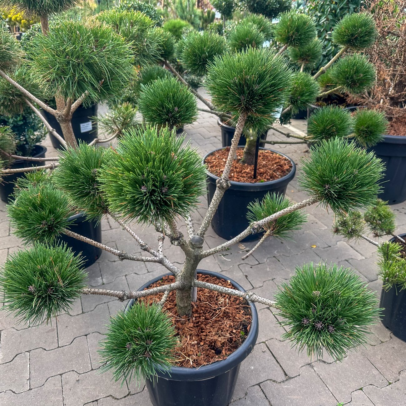 Obrázok Borovica čierna (Pinus nigra) ´BREPO´ – výška 60-70 cm, Ø 70-80 cm, kont. C35L – EXTRA, EXEMPLÁR